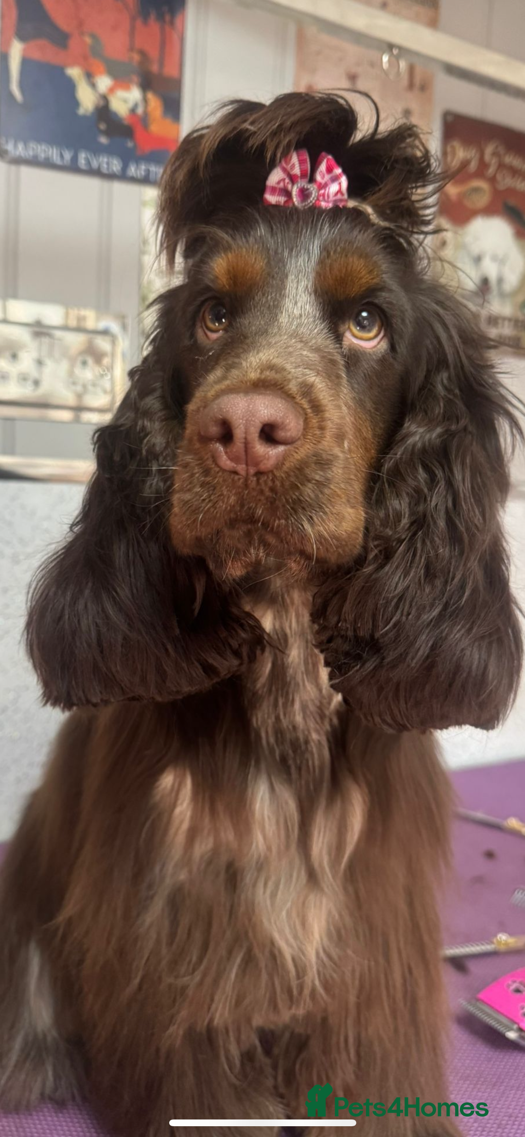 Cocker Spaniel dogs for sale: Litter of show type cocker spaniels  - Image 9