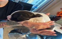 Sprocker dogs for sale: Norwich  - Image 10