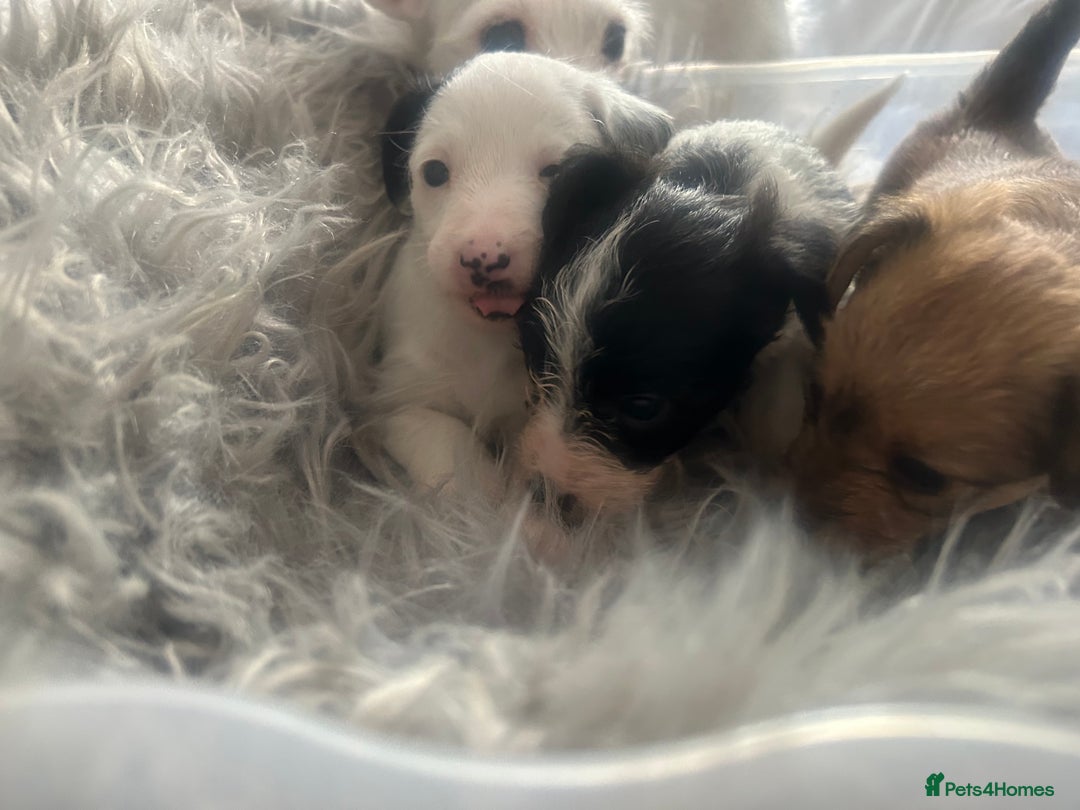 Jackapoo dogs for sale: 4 beautiful jackapoo boys - Image 18