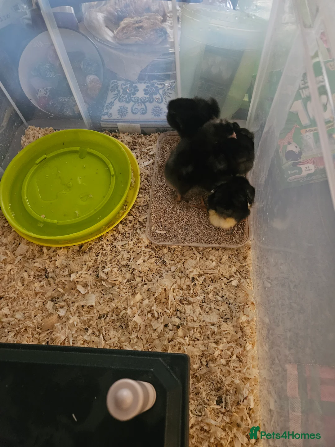 Chickens poultry for sale: Chicks/ hatching  chicken eggs  - Advert 2