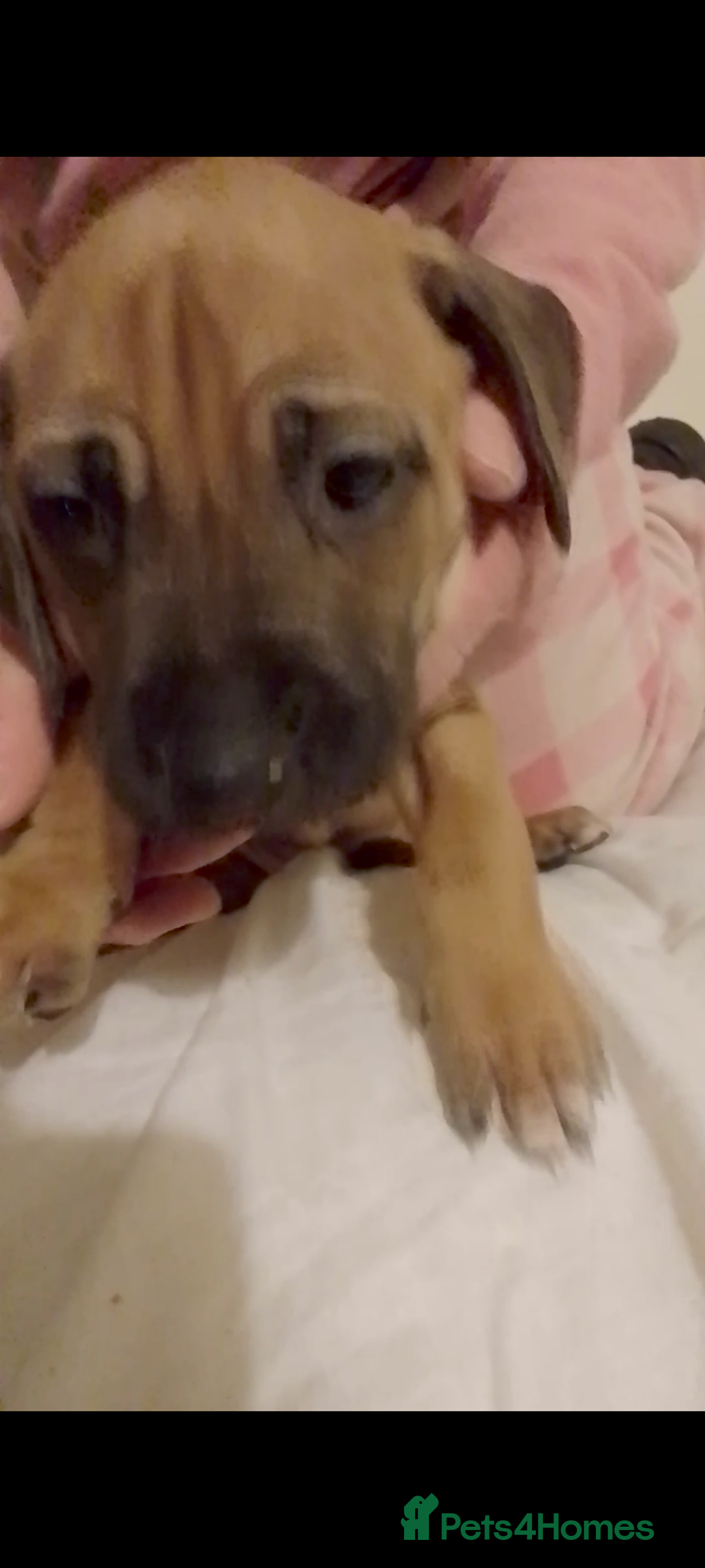 Rhodesian Ridgeback dogs for sale: Rhodesian Ridgeback Puppies - Advert 11
