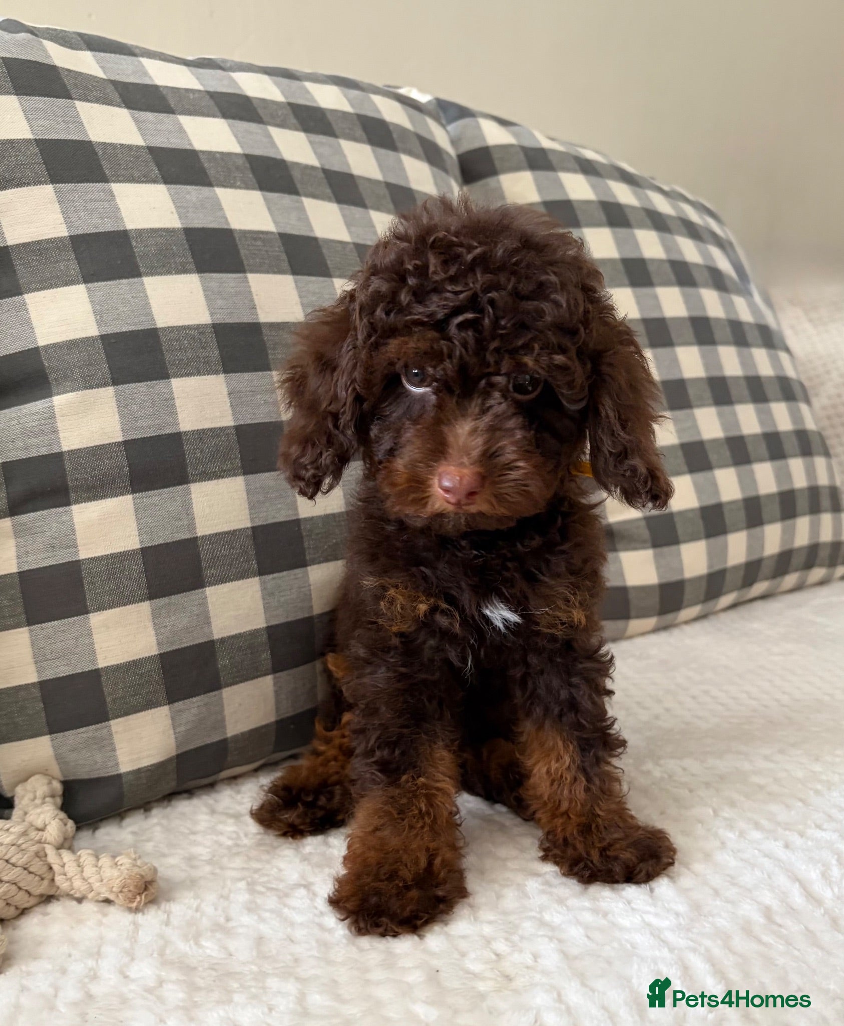Toy Poodle dogs  Toy poodle puppies chocolate phantom boy - Advert 2