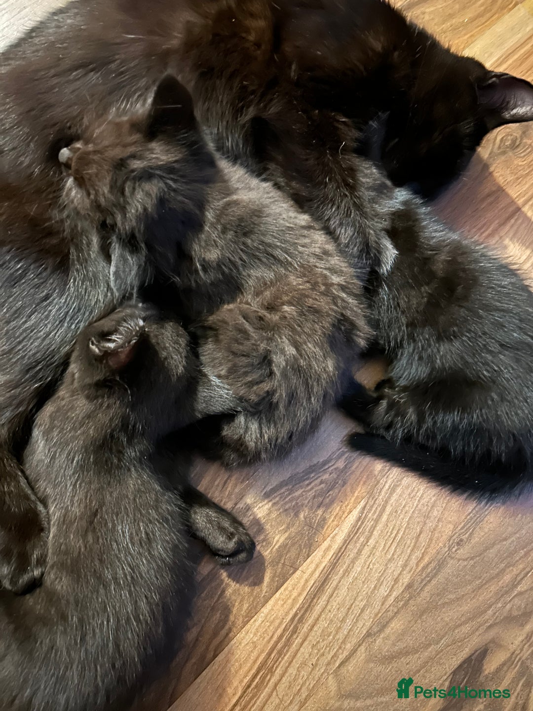 Mixed Breed cats for sale: 5 black male kittens ready now  - Image 4