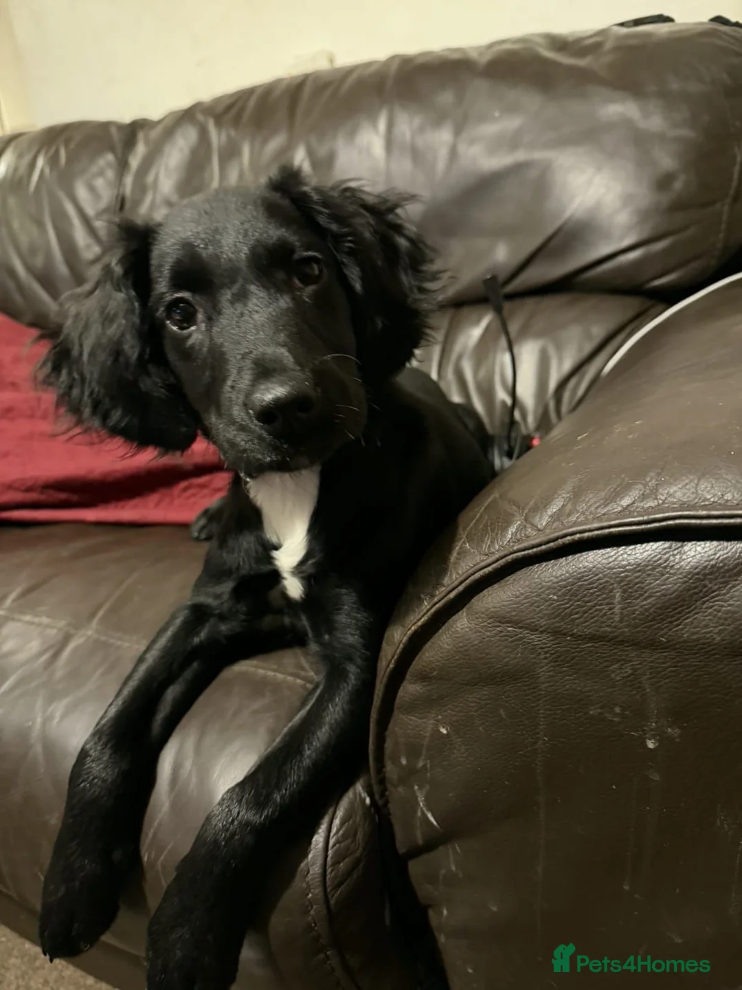 Mixed Breed dogs for sale: Nala  - Advert 2