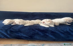 Bichon Frise dogs for sale: 4 adorable bichon puppy’s  - Image 27