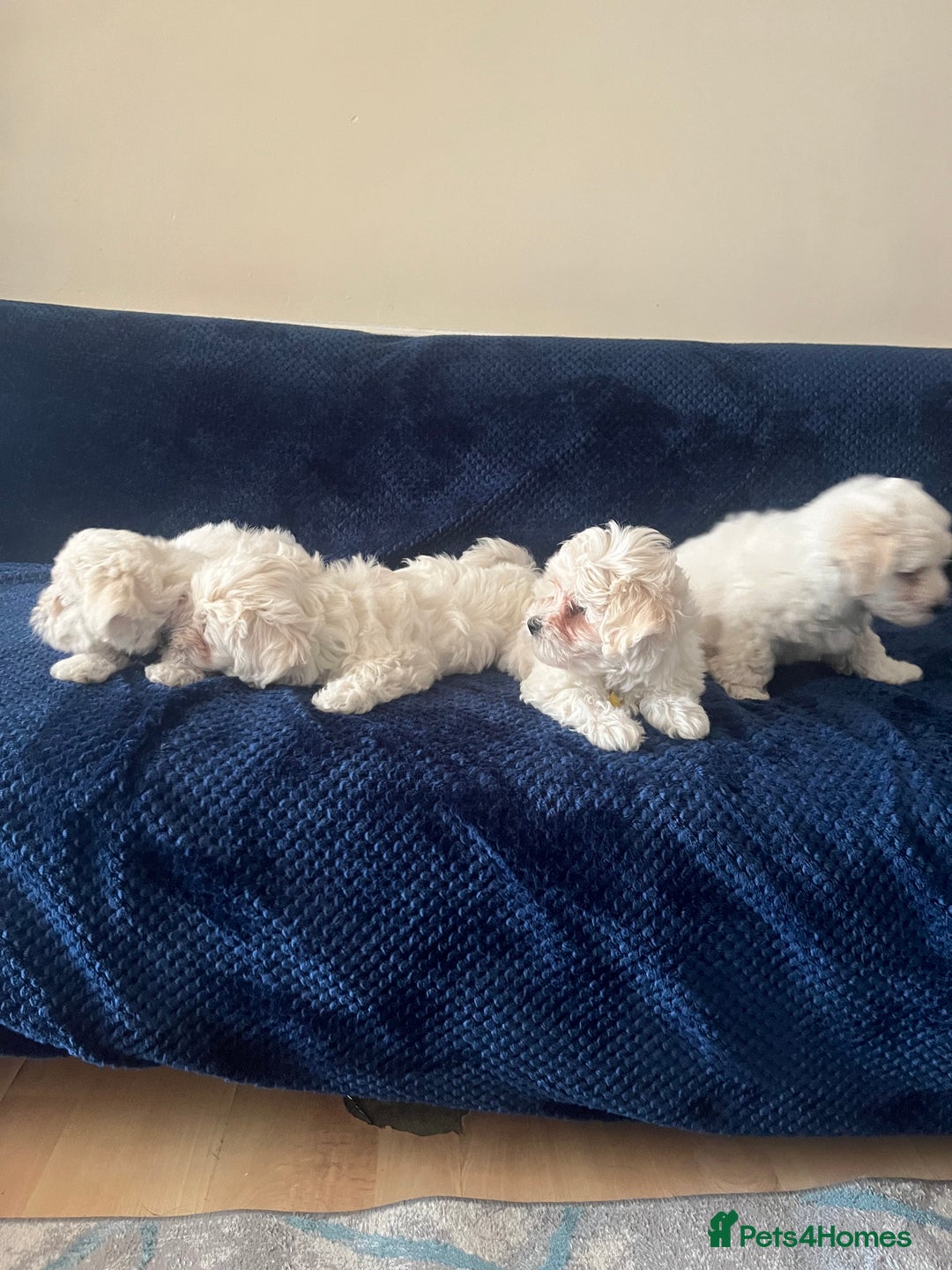 Bichon Frise dogs for sale: 4 adorable bichon puppy’s  - Image 27