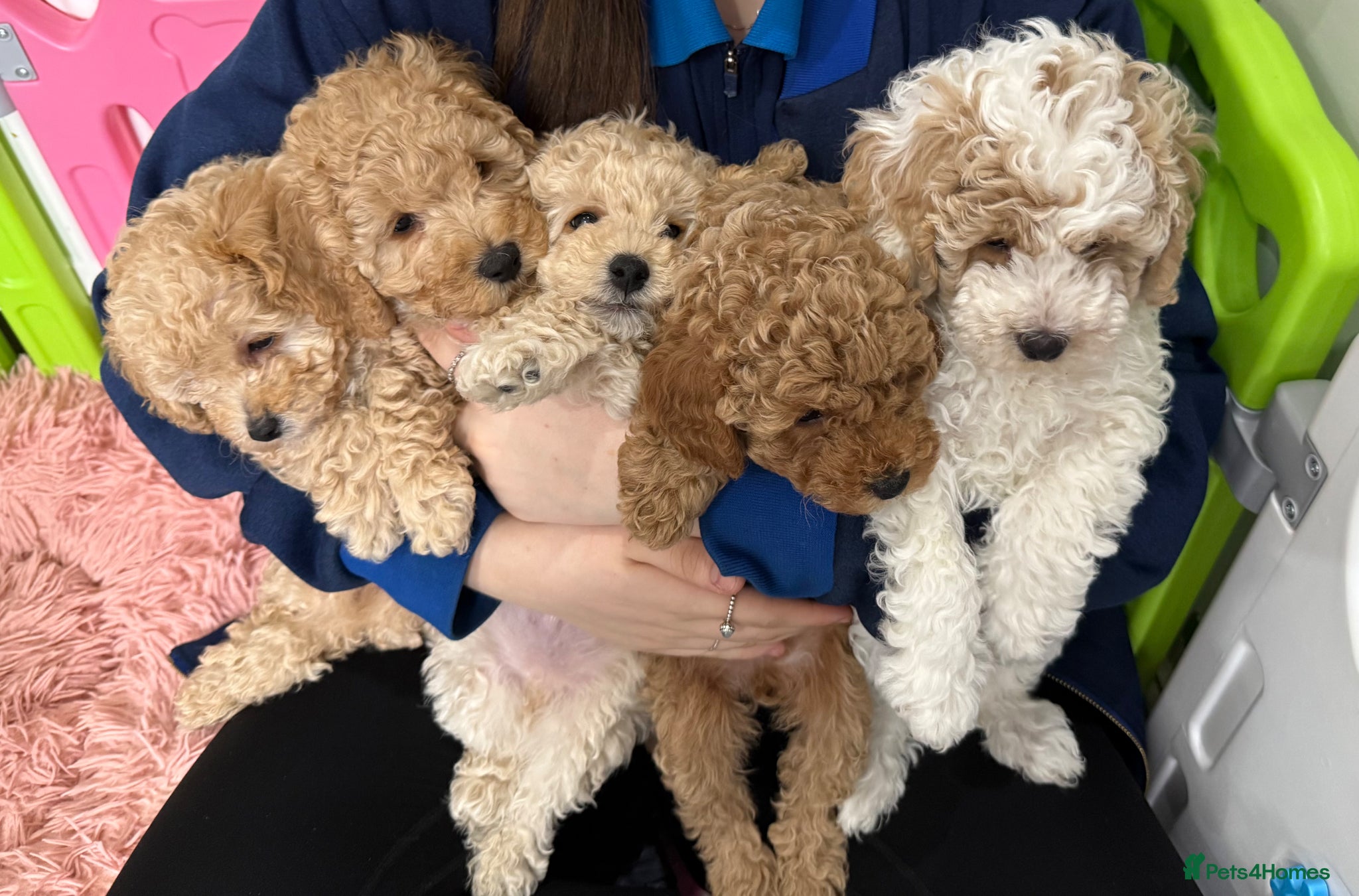 Poochon dogs Poochon puppies  - Advert 8