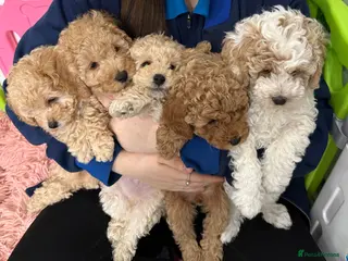 Poochon dogs Poochon puppies - Advert 8