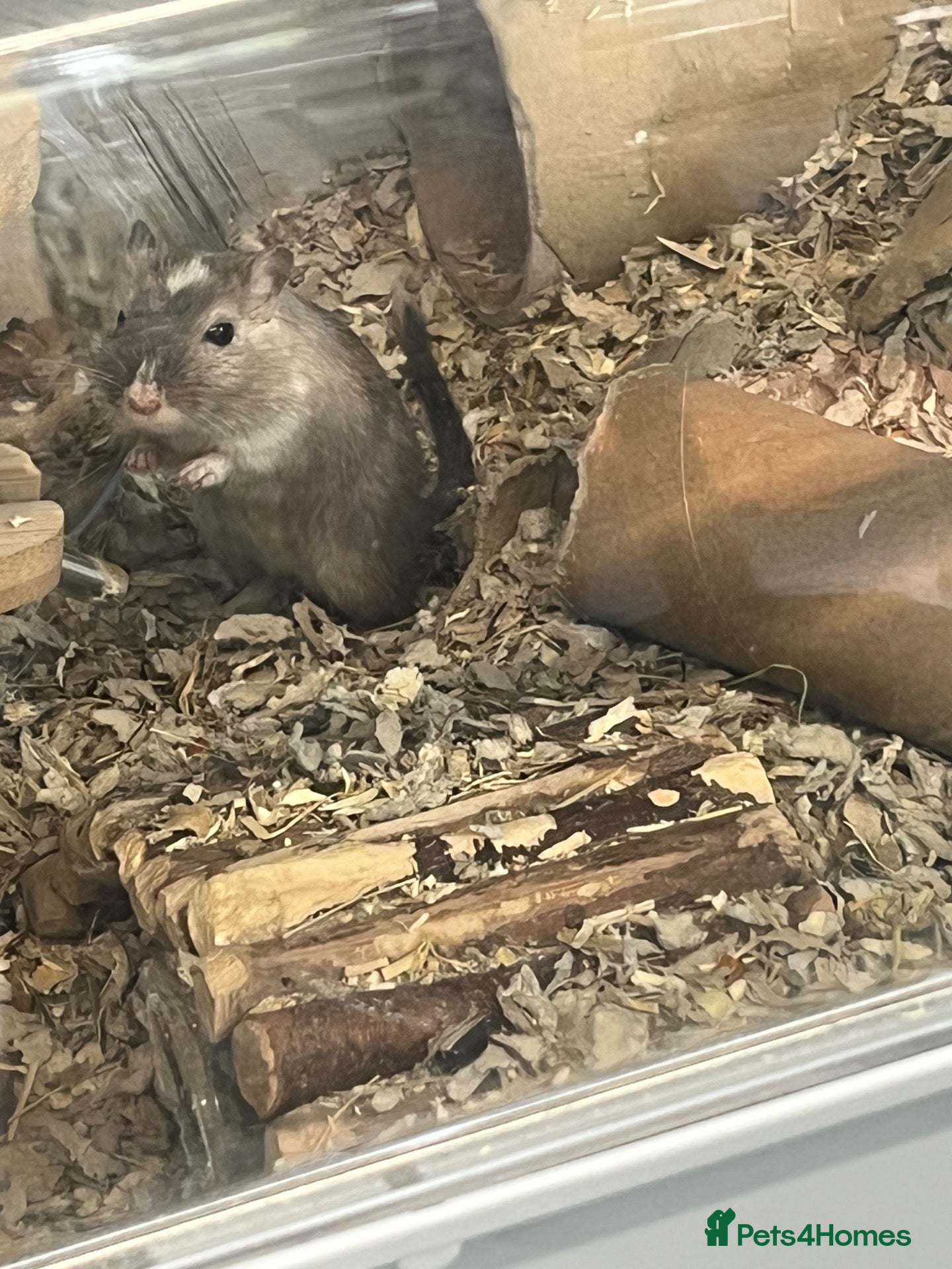 Gerbil rodents Dumpling the Gerbil for adoption, sweet little guy - Advert 1