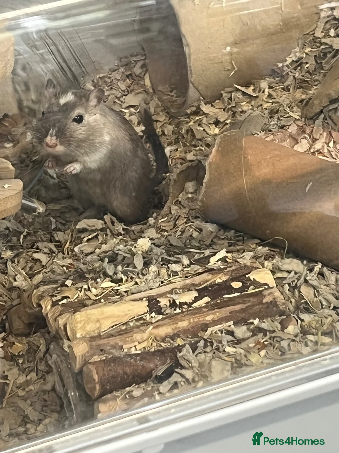Gerbil rodents for sale: Dumpling the Gerbil for adoption, sweet little guy in London - Advert 1