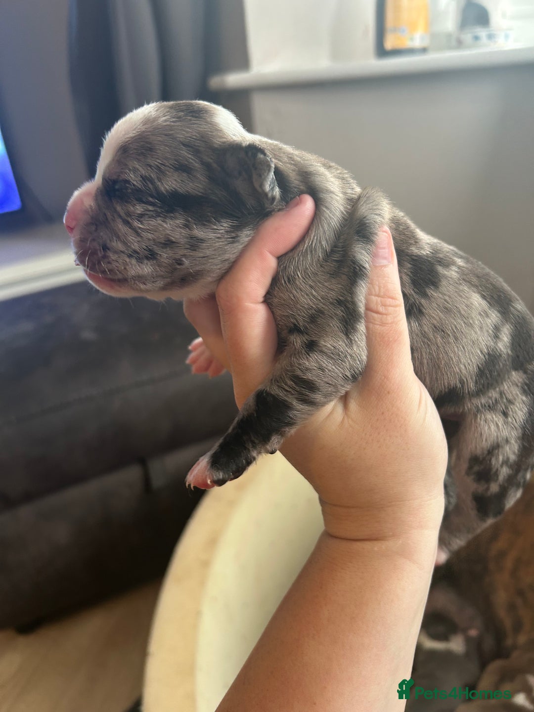 Old Tyme Bulldog dogs for sale: Beautiful old tyme bulldogs  - Image 5