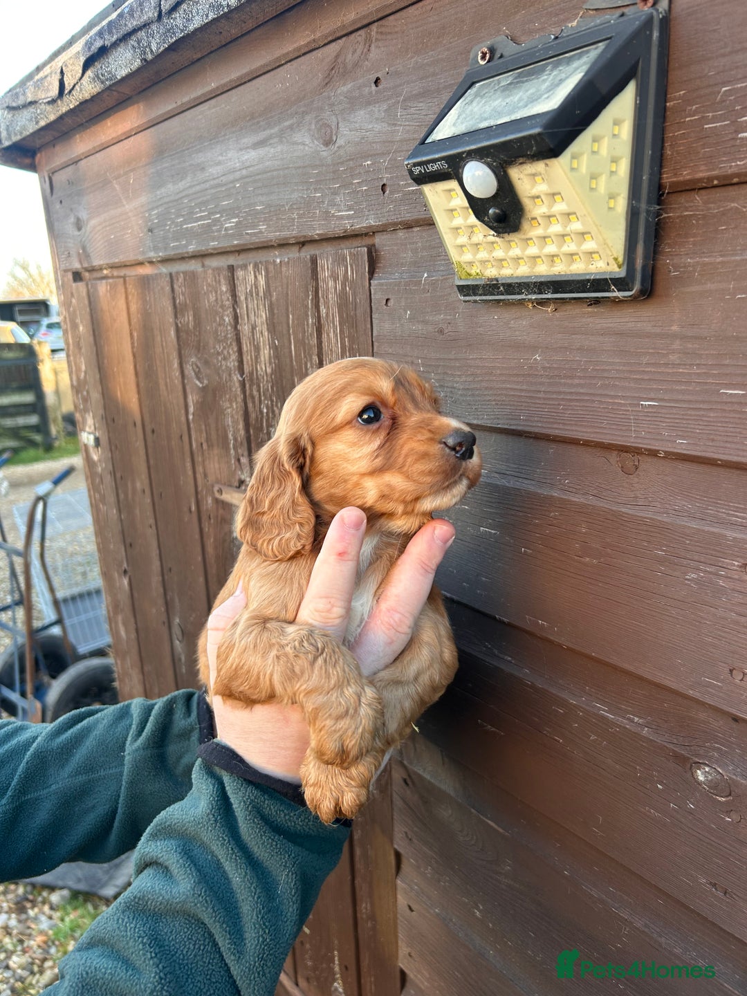 Cocker Spaniel dogs for sale: Cocker spaniel puppies  - Advert 6
