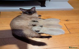 Ragdoll cats for sale: One beautiful Seal mink Ragdoll boy left - Image 2