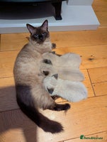 Ragdoll cats - Advert 3