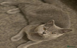 British Shorthair cats for sale: British shorthair GCCF registered  in Boston - Image 11
