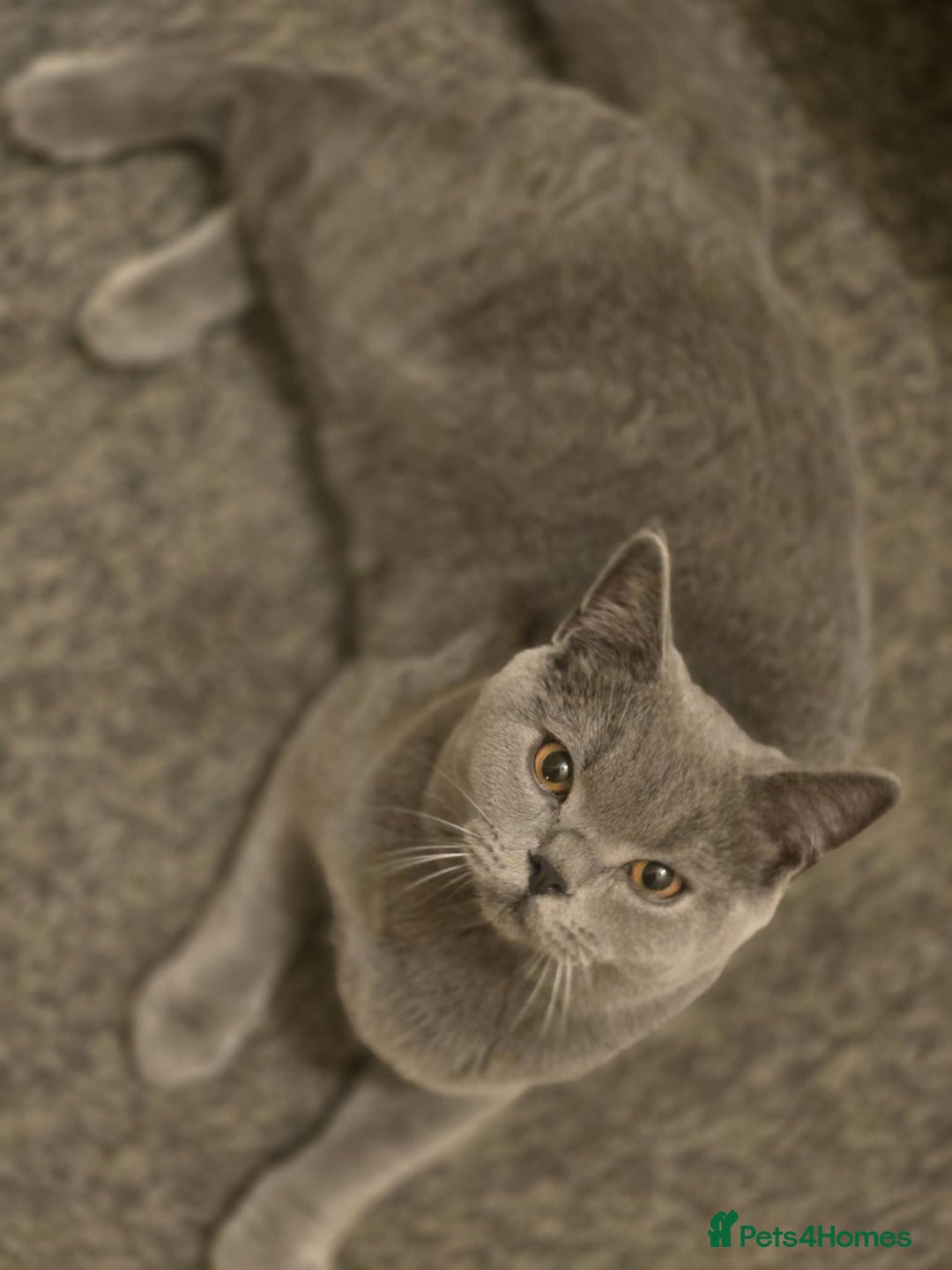 British Shorthair cats for sale: British shorthair GCCF registered  in Boston - Image 11