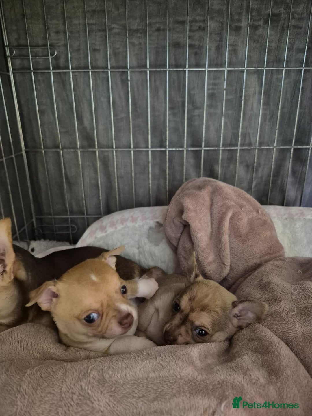 Chihuahua dogs for sale: Chihuahua puppys for sale  - Advert 8