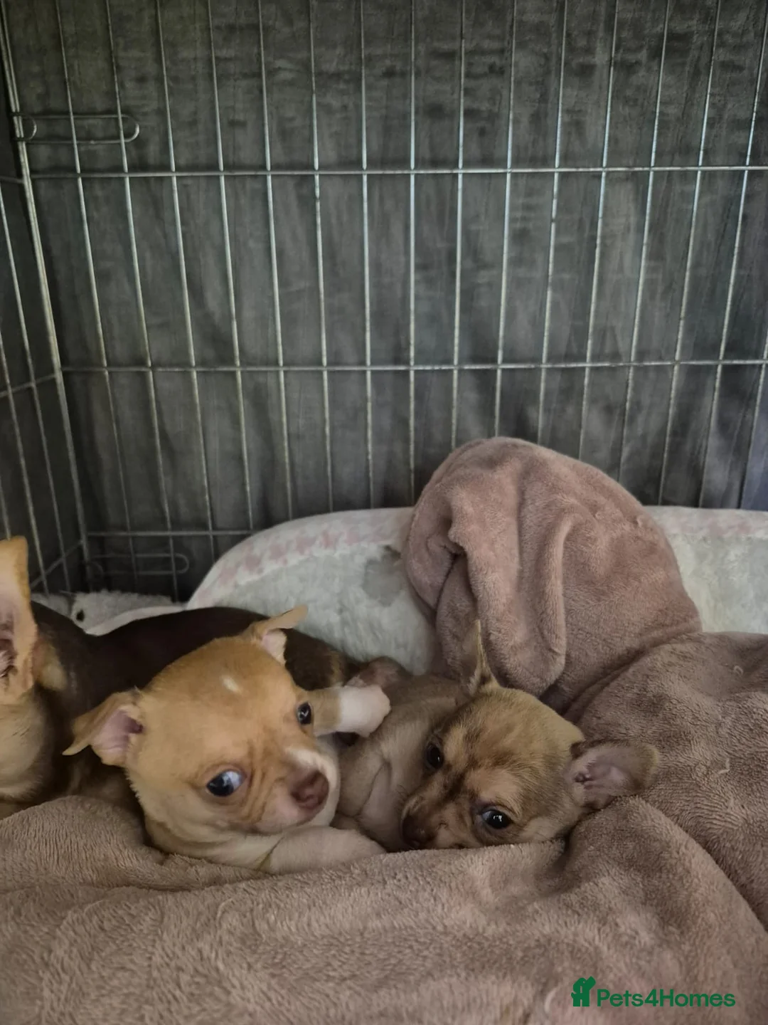 Chihuahua dogs for sale: Chihuahua puppys for sale  - Advert 8