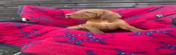Hungarian Vizsla dogs for sale: Outstanding Kc registered Hungarian vizsla - Advert 9