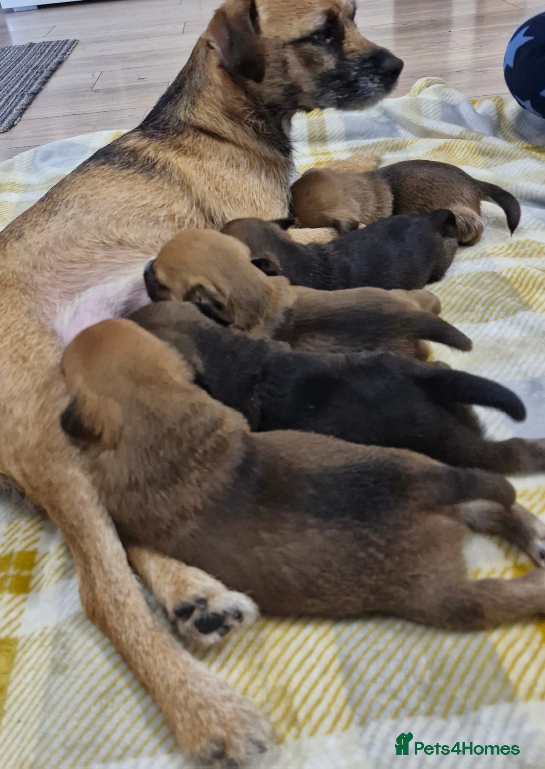 Mixed Breed dogs for sale: Border Jack Puppies. - Advert 12