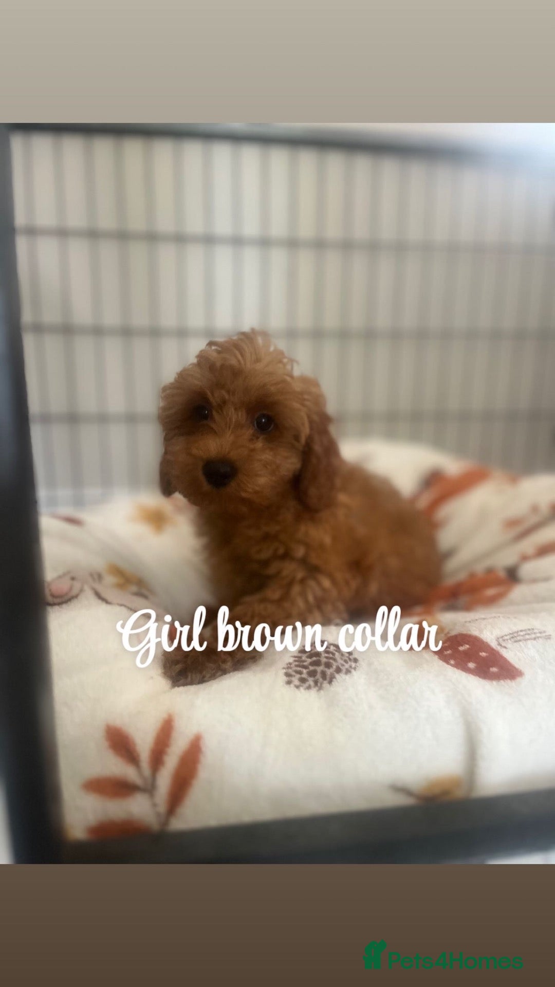 Maltipoo dogs Fully vaccinated Asian teddy face toy maltpoo🧸 - Advert 5
