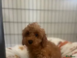 Maltipoo dogs Fully vaccinated Asian teddy face toy maltpoo🧸 - Advert 5