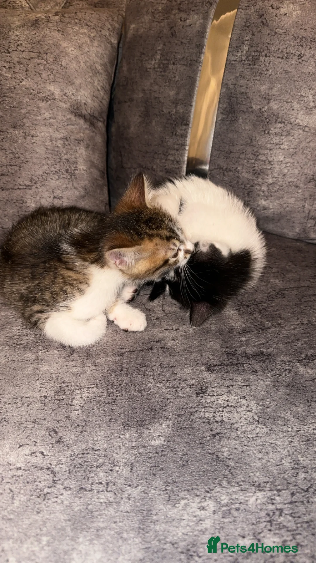 Domestic Shorthair cats for sale: Gorgeous tabby and British shorthair kitten - Advert 1