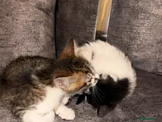 Domestic Shorthair cats Gorgeous tabby and British shorthair kitten - Advert 1