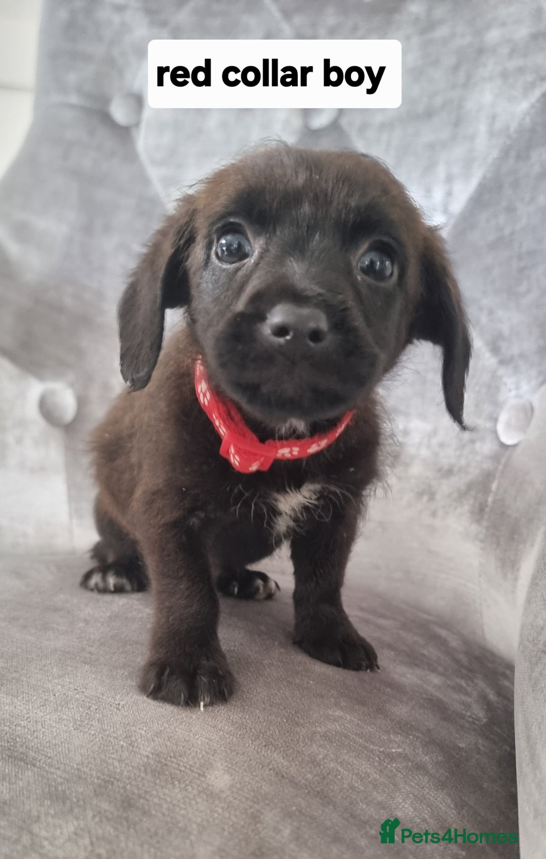 Russell Cocker Cocker Jack Pets4homes Jack Russell Cocker Mix