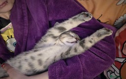 Domestic Shorthair cats for sale: Male Kitten looking for a new home - Image 8