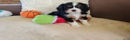Cavalier King Charles Spaniel dogs for sale: Kc Beautiful puppies for sale. - Advert 20