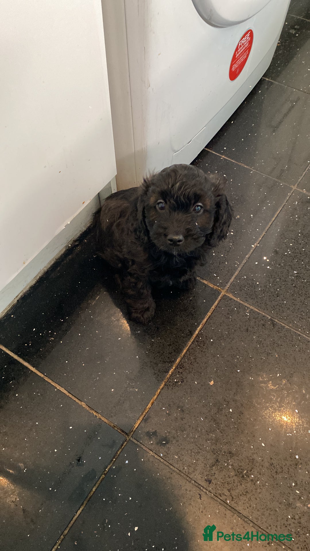 Cavapoo dogs for sale: Gorgeous Cavapoo puppies  - Advert 6