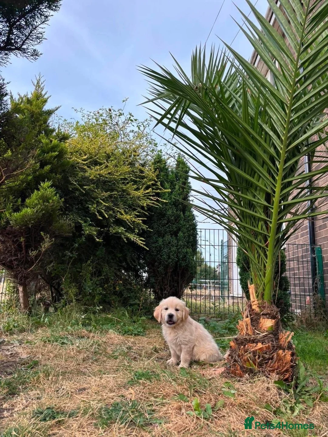 Golden Retriever dogs for sale: Golden Retriever Puppy’s  in Knottingley - Advert 18