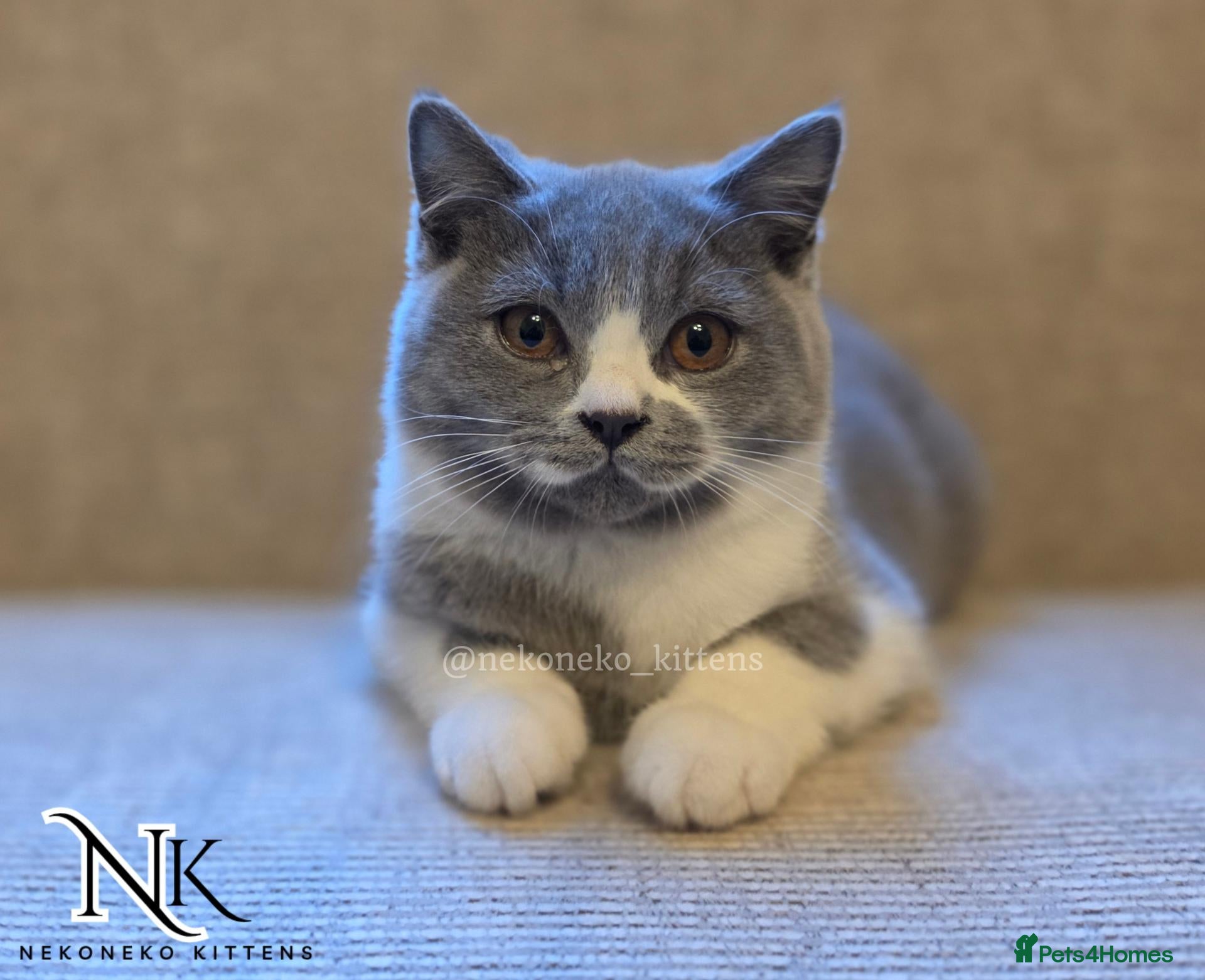 British Shorthair cats Adorable GCCF British Shorthair Kittens  - Advert 6