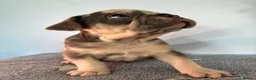 French Bulldog dogs for sale: Visual Fluffy and pink carrier puppies! - Advert 14