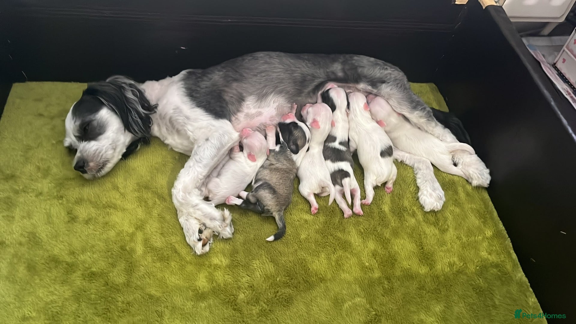 Mixed Breed dogs Bichon Frisé × Maltese Puppies - Advert 2
