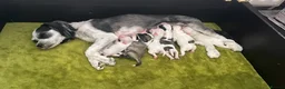 Mixed Breed dogs for sale: Bichon Frisé × Maltese Puppies - Advert 1