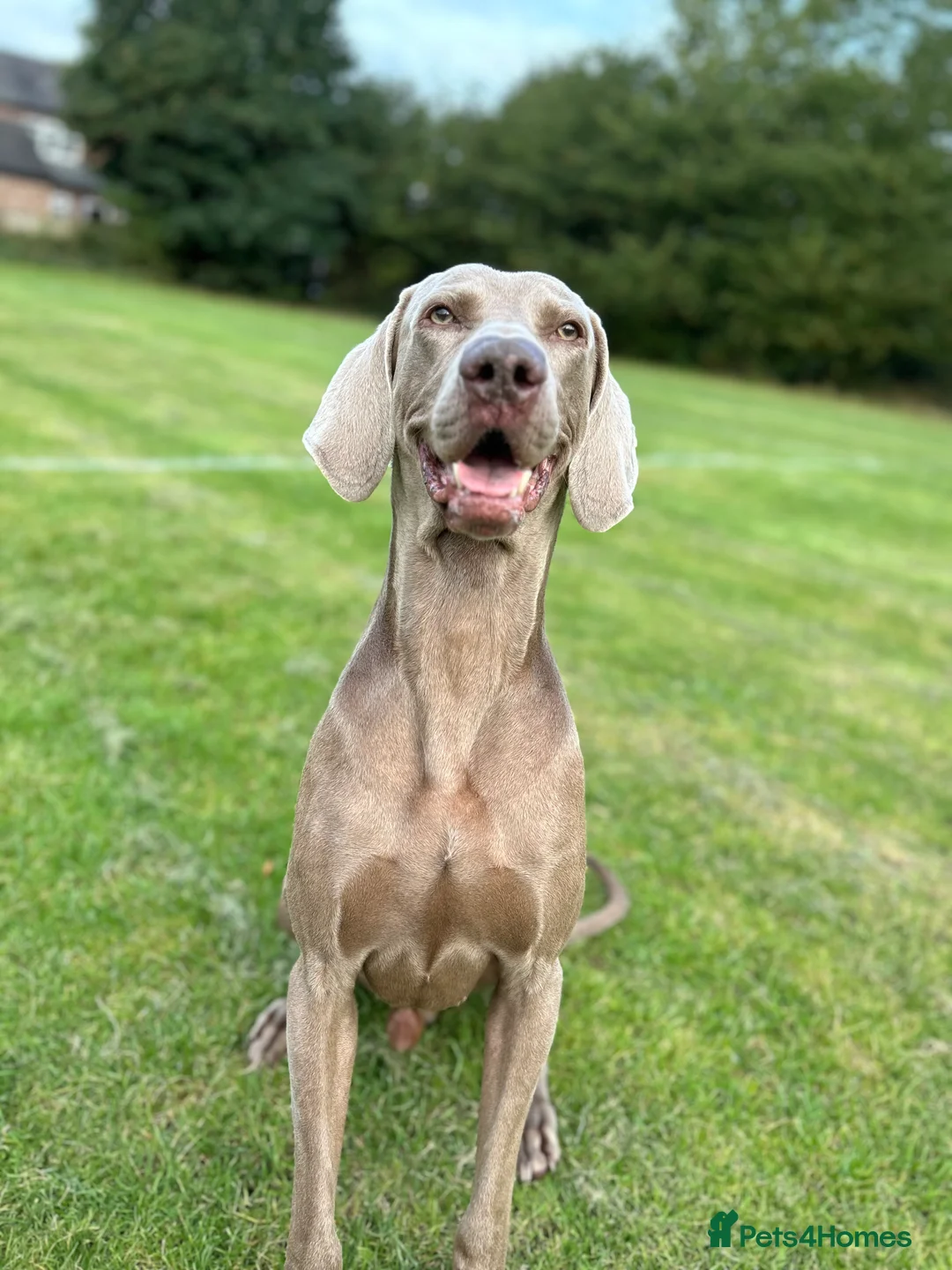 Weimaraner dogs for stud: KING KAISER in Manchester - Advert 17