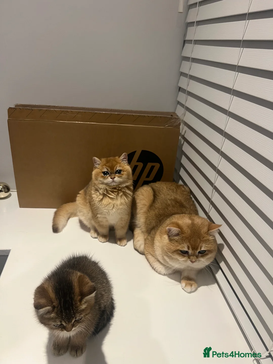 British Shorthair cats for sale: Golden British Shorthair NY12 – TICA Active - Advert 3