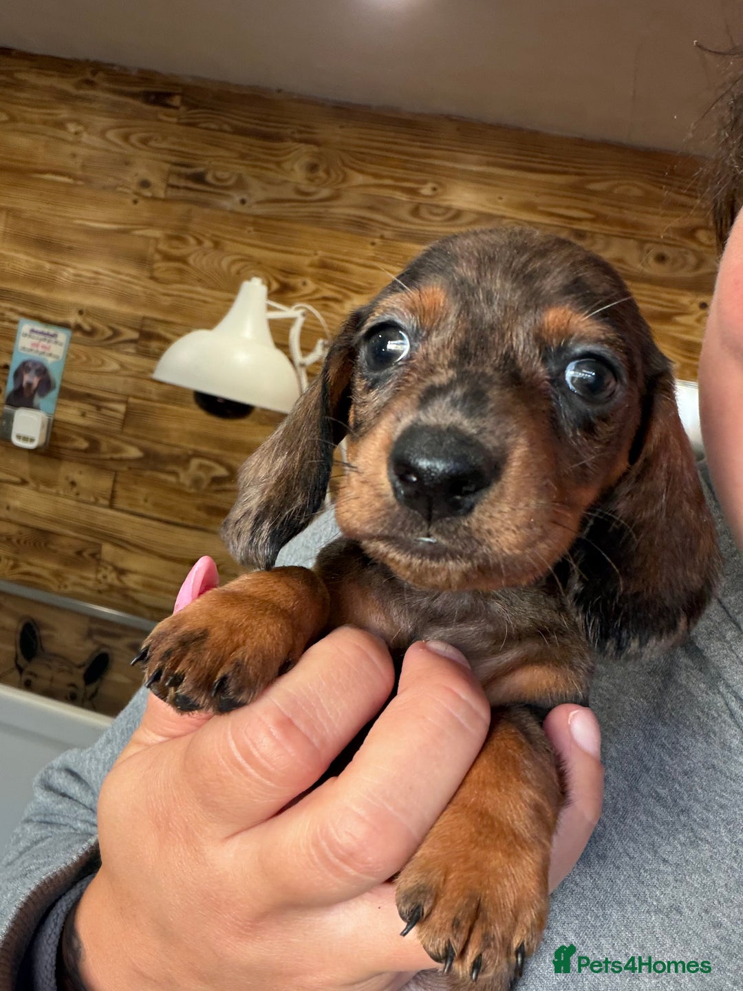 Miniature Dachshund dogs for sale: Beautiful bunch of girls /boy 🩷✨ Kc mini pups   - Image 20