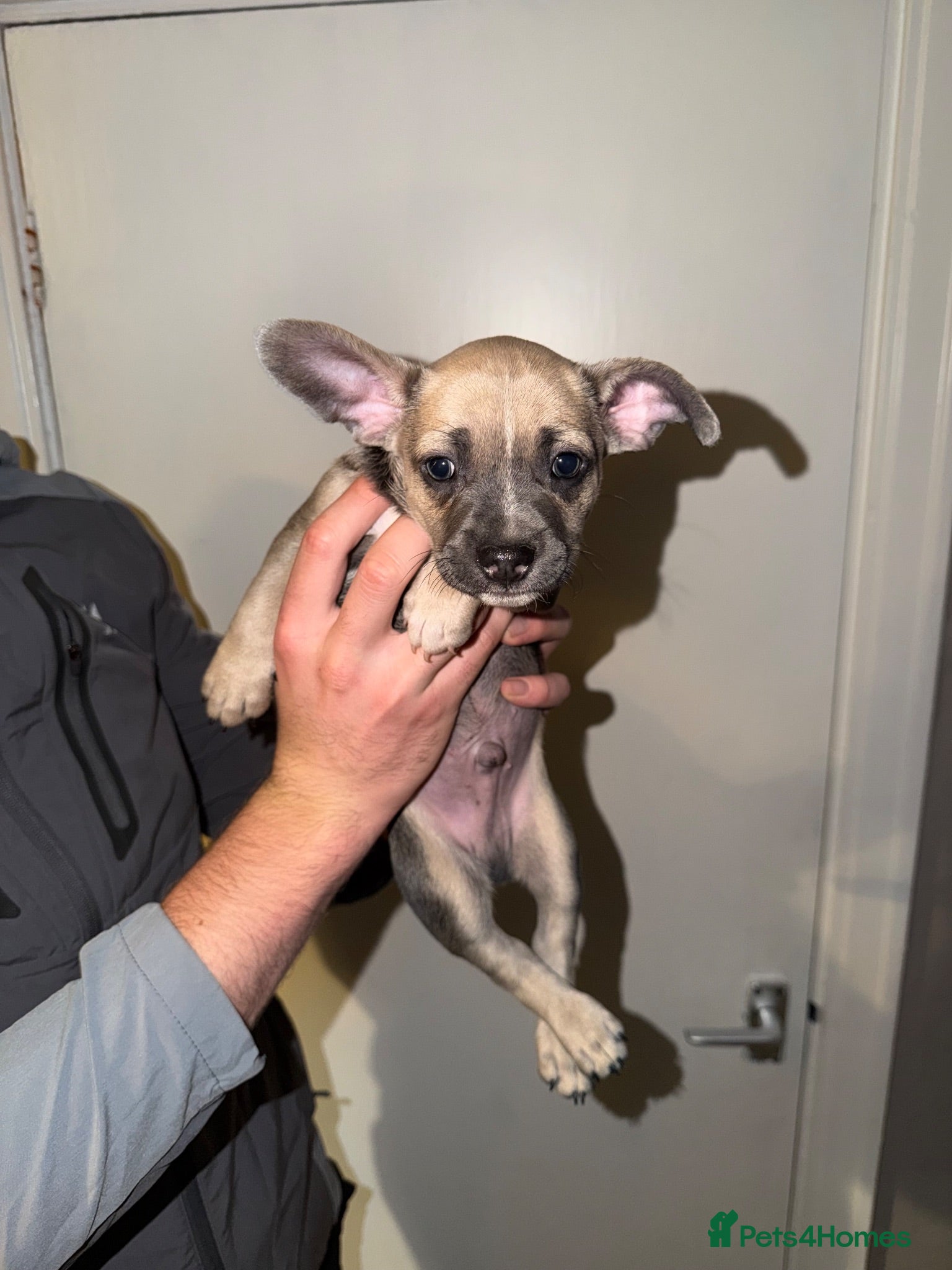 Mixed Breed dogs French Bull dog cross Chihuahua puppies  - Advert 1