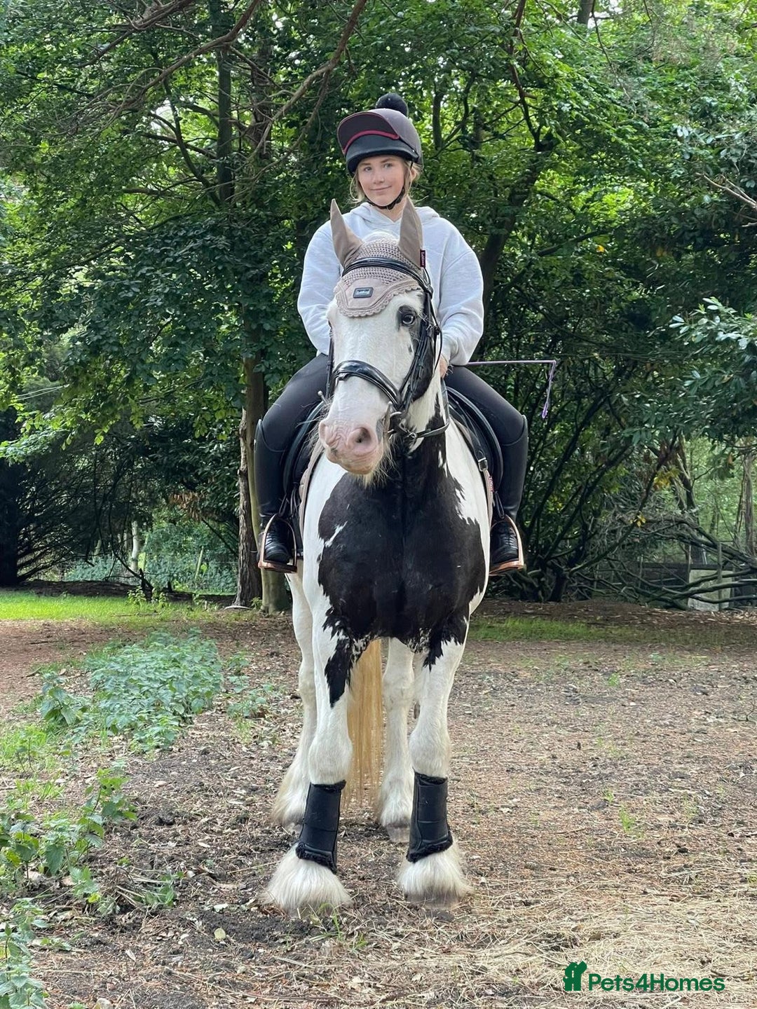 Other Breed horses for sale: hacking/hunting/fun ride home wanted  - Advert 1