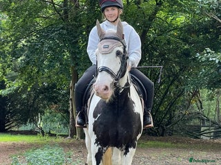 Other Breed horses for sale: hacking/hunting/fun ride home wanted - Advert 1