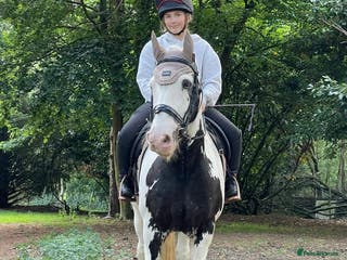 Other Breed horses hacking/hunting/fun ride home wanted - Advert 5