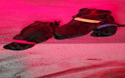 Pomeranian dogs for sale: 3 beautiful black pomeranian boys for sale  - Image 28