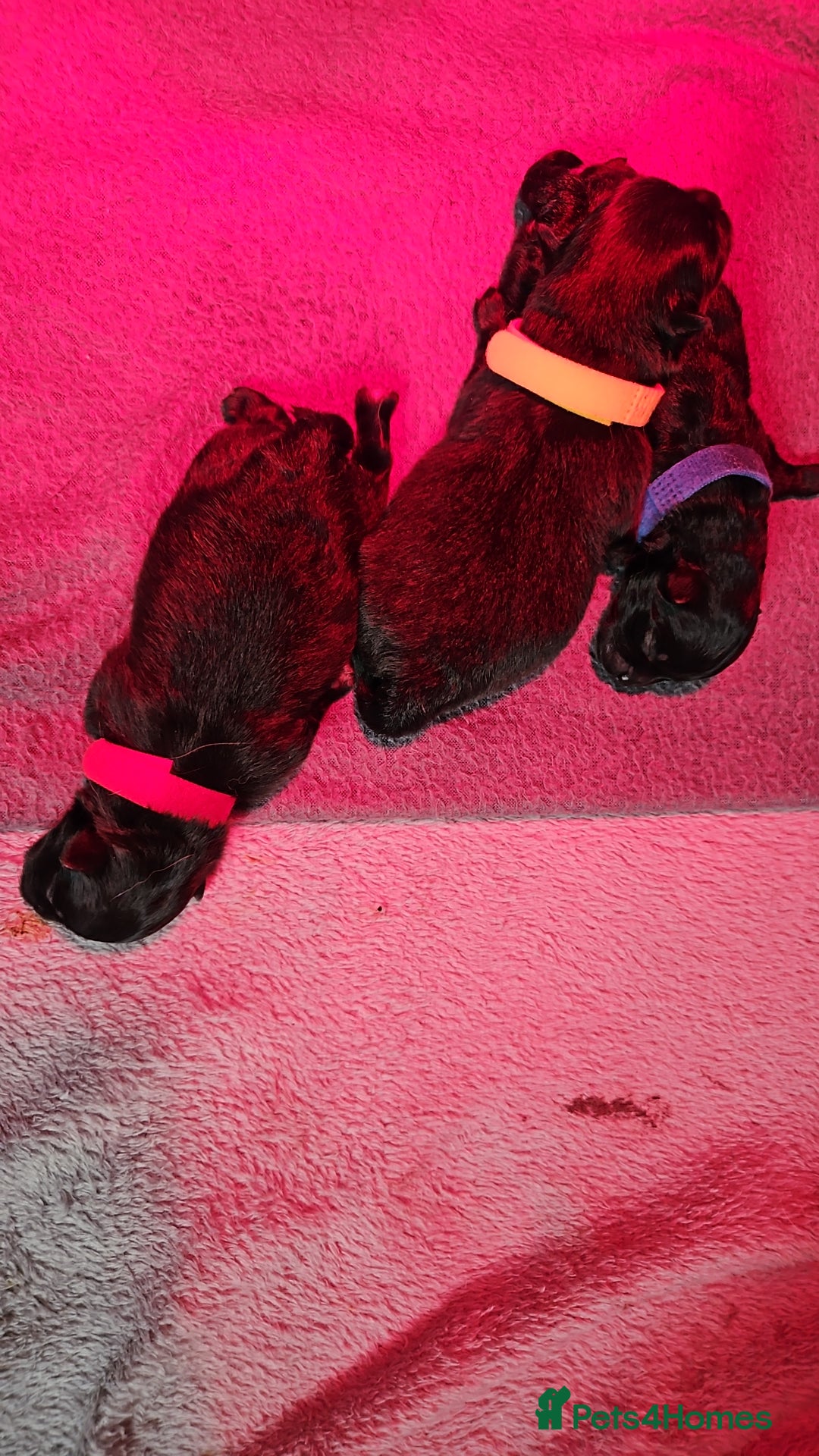 Pomeranian dogs for sale: 3 beautiful black pomeranian boys for sale  - Image 28