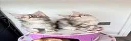 Maine Coon cats for sale: Pure breed XXL Maine Coon kittens  - Advert 4