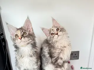Maine Coon cats Pure breed XXL Maine Coon kittens - Advert 8