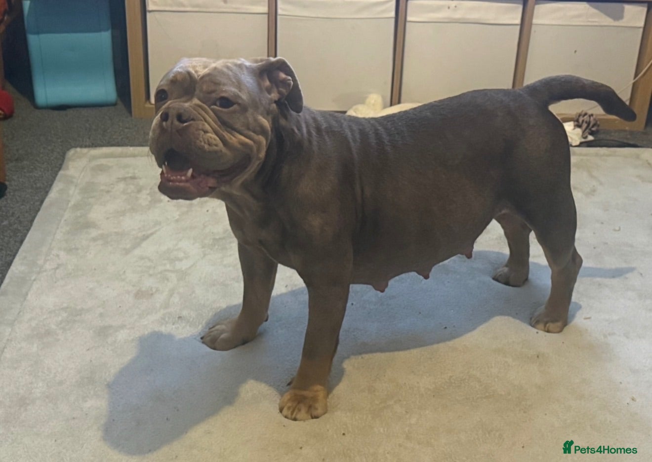 Olde English Bulldogge dogs Olde English Bullldogs  - Advert 6