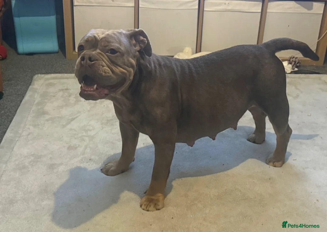 Olde English Bulldogge dogs for sale: Olde English Bullldogs  - Advert 1